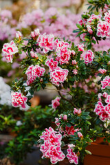 Beautiful flowering of azaleas close up. Azalea is the collective name of some flowering plant species from the genus Rhododendron