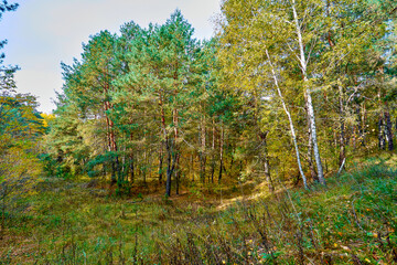 Fototapeta premium Golden autumn time in a wonderful forest.