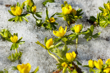 Obraz na płótnie Canvas Wintering vesennik or Erantis winter or winter aconite ( lat. Eranthis hyemalis ) in snow