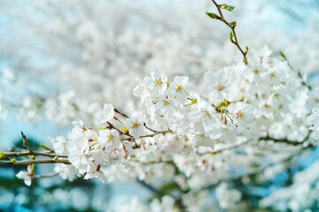 桜の花