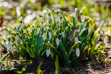Group of Snowdrops (galanthus) in sping garden. Early bulbous plants in the garden