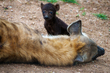 Spotted hyena or laughing hyena (Crocuta crocuta) cub with its mother. Cubs are born dark brown and when they are 2 - 3 month old, change to the adult coloration. Mpumalanga. South Africa.