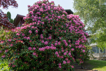 Fototapeta na wymiar A huge old bush with pink azalea (rhododendron) flowers closes a house in May in Massachusetts, USA.