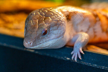 Head of lizard skink (family Scincidae) close-up. Skinks are popular pets with an unusual blue tongue.