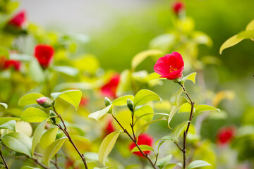 Camellia japonica rubra in blossom. Red flower of camellia japonica in greenhouse.