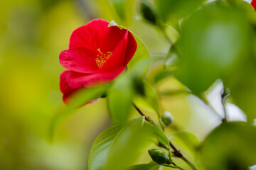  Camellia japonica rubra in blossom. Red flower of camellia japonica in greenhouse.