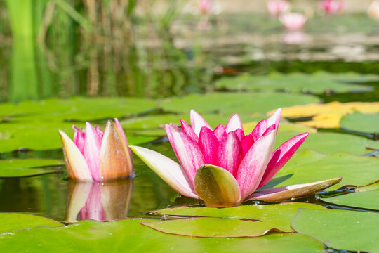 Close-up of two pink water lilies in a pond among green leaves in the bright sun. Side view