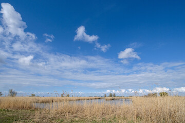 Obraz premium Lepelaarsplassen, Flevoland province, The Netherlands