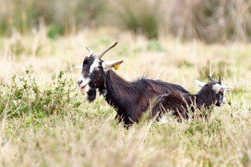 Black goat grazing in the meadow (Capra aegagrus hircus), domestic animal concept.