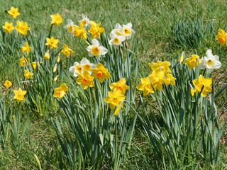 Fototapeta premium Narcissus pseudonarcissus - Schöne Narzissenbüschel verschiedener Sorten an kurzen, kräftigen Stielen in sonnigen Beeten