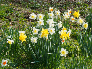 Narcissus pseudonarcissus oder Gelbe Narzissen 'Dutch Master' mit ihre großen goldgelben Blüten zeigen eine prächtig ausgestellte Trompete von einem noch intensiveren Gelb