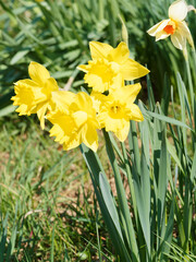 (Narcissus pseudonarcissus) Blüte mit Gelbe Narzissen oder Trompeten-Narzisse 'Dutch Master' im April