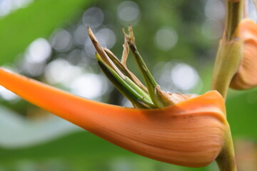 Bananenpflanze wild © Alina