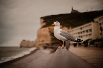 seagull on the pier