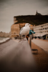 seagull on the pier