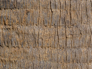 trunk skin pattern  of palm tree.