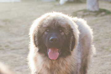 Fototapeta premium portrait of a dog