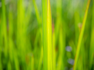 Abstract natural background with green grass. Nature of plants texture with sunlight. Green grass at park.