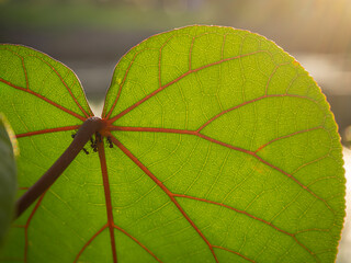 heart shaped leaves with gold sunset,ants. Ants on green leave.