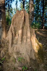 A close up shot of a big ant hill or termite hill in the forest. The mounded nest that ants build...