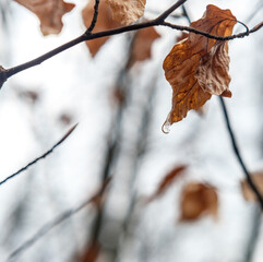 autumn leaves in the snow