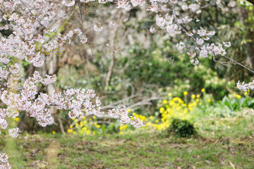 吾妻山公園から見た桜の花