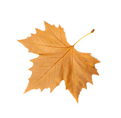 Sycamore Autumn Leaf Isolated