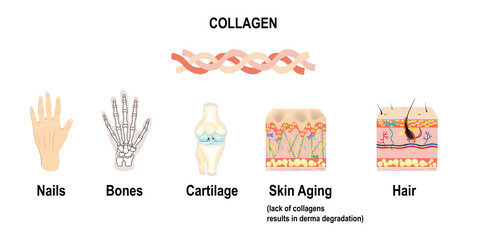 Collagenas connective tissues, illustration for medical, science