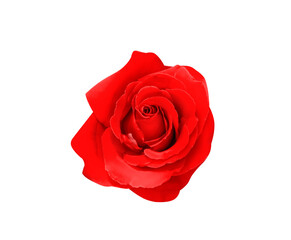 Red rose flower isolated on white background top view , clipping path