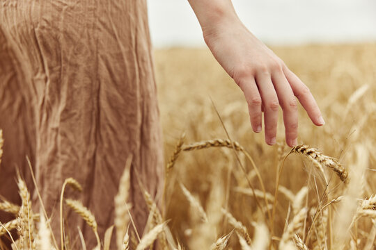 Image of spikelets in hands countryside industry cultivation endless field
