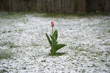 Tulpen im Schnee