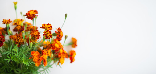 Fototapeta premium Beautiful orange marigolds on a beige background. Selective focus, noise. Ready banner for advertising. Place with copy space.