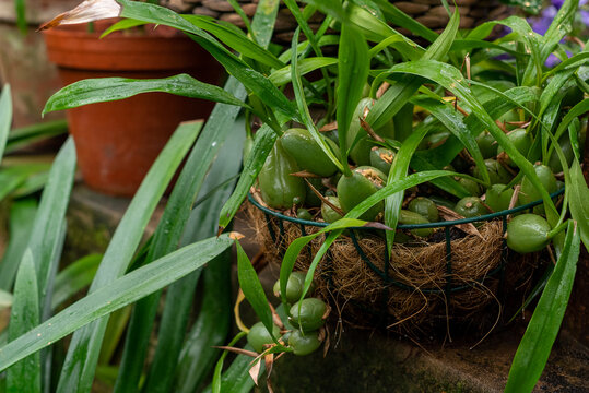 Green tropical plant growing in greenhouse