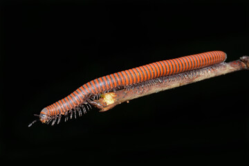 Giant red millipede on a branch macro