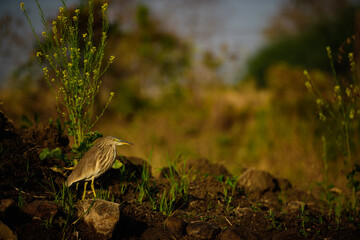 pond heron in its habitat.