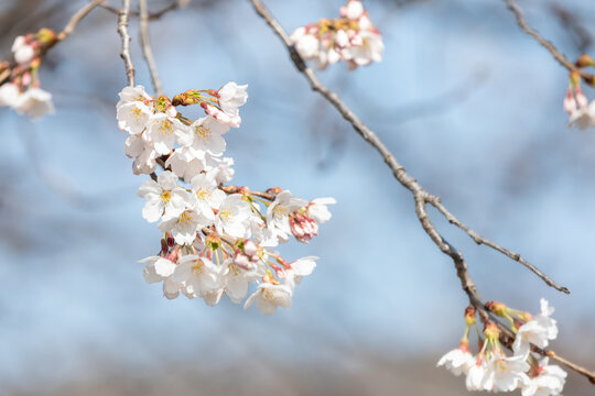 cherry blossom tree in full bloom