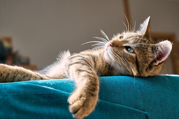 Cute tabby cat sleeping on blue sofa with yellow pillow . Funny home pet. Concept of relaxing and cozy wellbeing. Sweet dream.