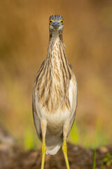 Cattle Egret Portrait straight looking into he lens.