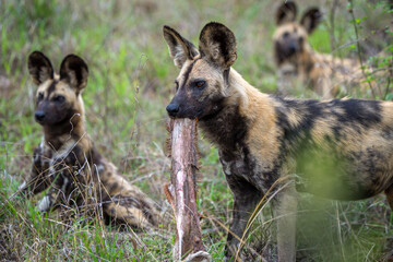 African wild dog, African painted dog, painted wolf or African hunting dog (Lycaon pictus). Mpumalanga. South Africa.