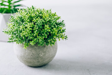 Green plant pot succulent on gray stone background