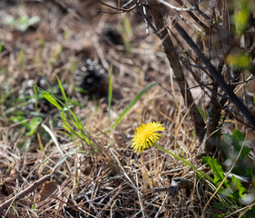 yellow flowers in the grass