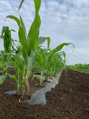 とうもろこし畑　深谷市岡部町の未来品種
Corn field, future variety in Okabe Town, Fukaya City