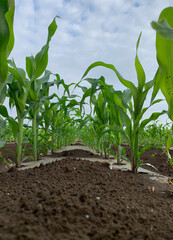 とうもろこし畑　深谷市岡部町の未来品種
Corn field, future variety in Okabe Town, Fukaya City