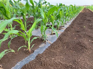 とうもろこし畑　深谷市岡部町の未来品種
Corn field, future variety in Okabe Town, Fukaya City