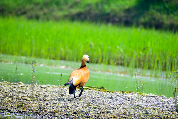 Fototapeta premium A beautiful Ruddy Shelduck (Tadorna ferruginea) on grass field in a green blurred background.