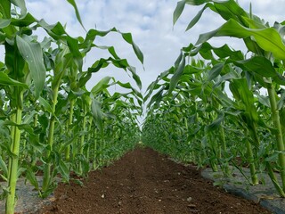 とうもろこし畑　深谷市岡部町の未来品種
Corn field, future variety in Okabe Town, Fukaya City