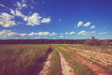 Fototapeta na wymiar Country dirt road on a field in summer