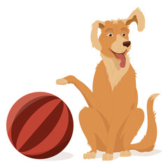 A golden retriever sits with a raised paw and ear. A pet, a large round striped ball for playing.  Vector illustration, cartoon, complex flat, isolated on white background