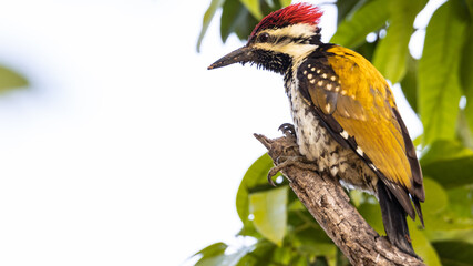 Lesser Yellownape