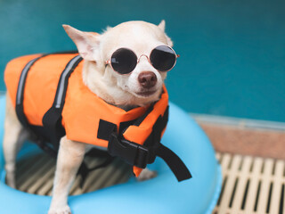 cute brown short hair chihuahua dog wearing sunglasses and  orange life jacket or life vest standing in blue swimming ring by swimming pool. Pet Water Safety.